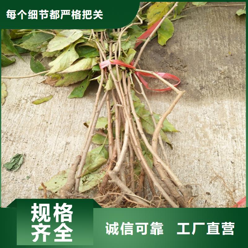 猕猴桃【猕猴桃苗】拥有多家成功案例