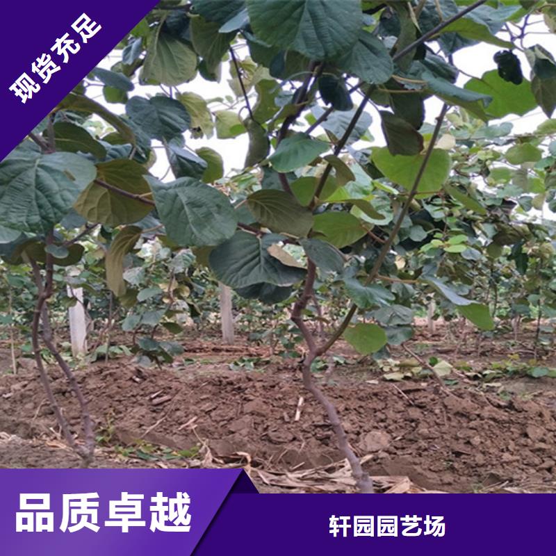 猕猴桃3公分石榴苗源头直供