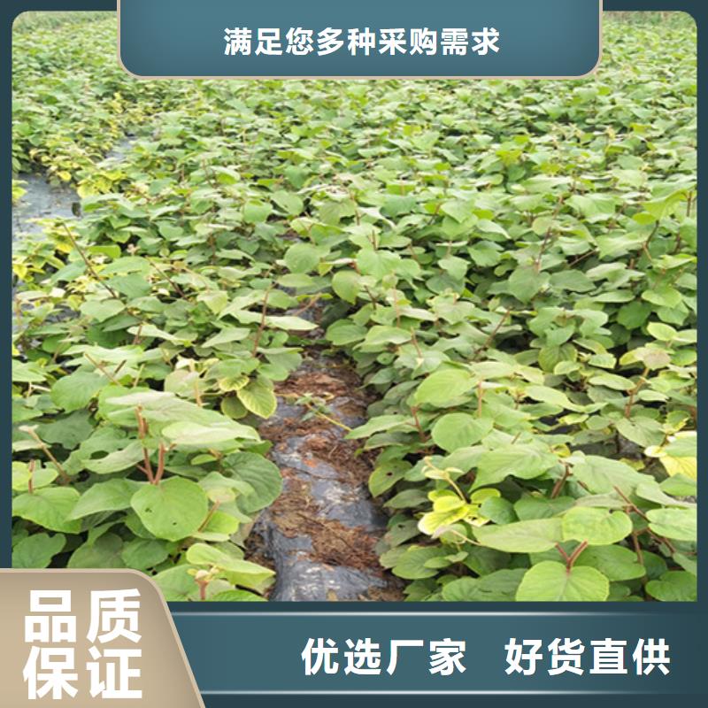 猕猴桃苹果苗直销厂家