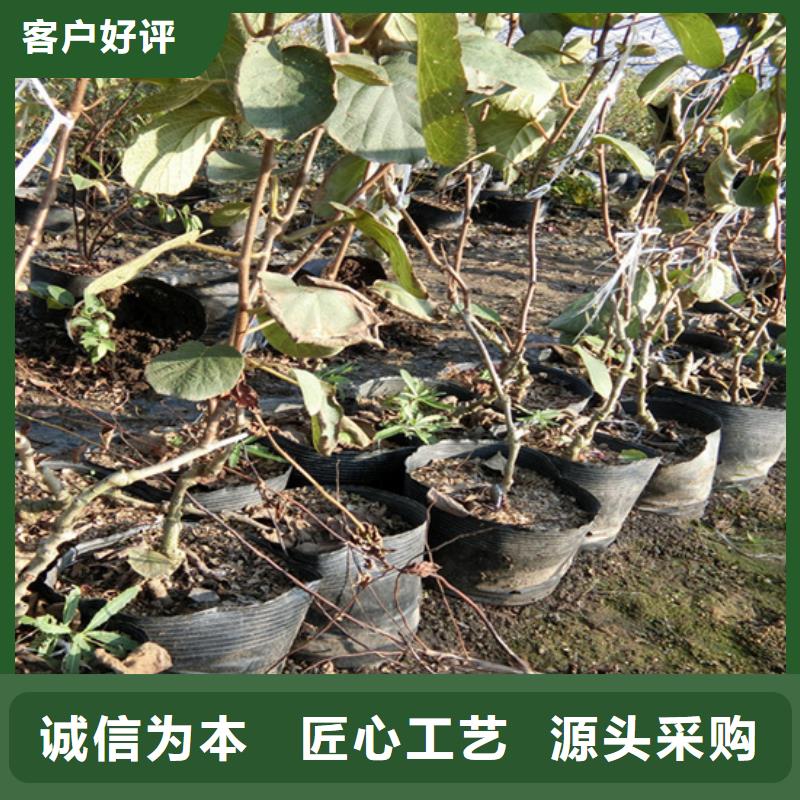 猕猴桃樱桃苗高质量高信誉