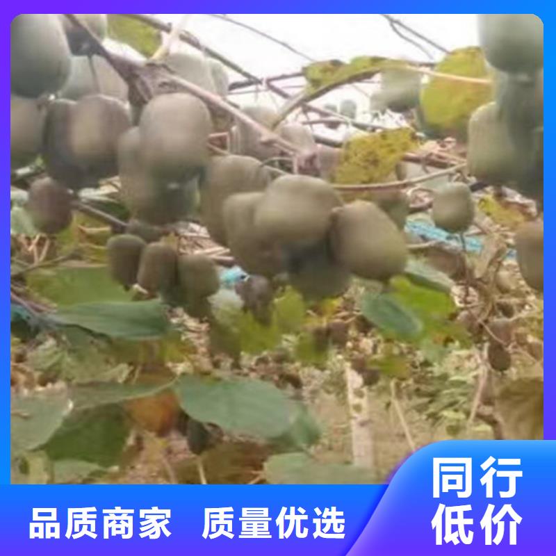 猕猴桃樱桃苗高质量高信誉