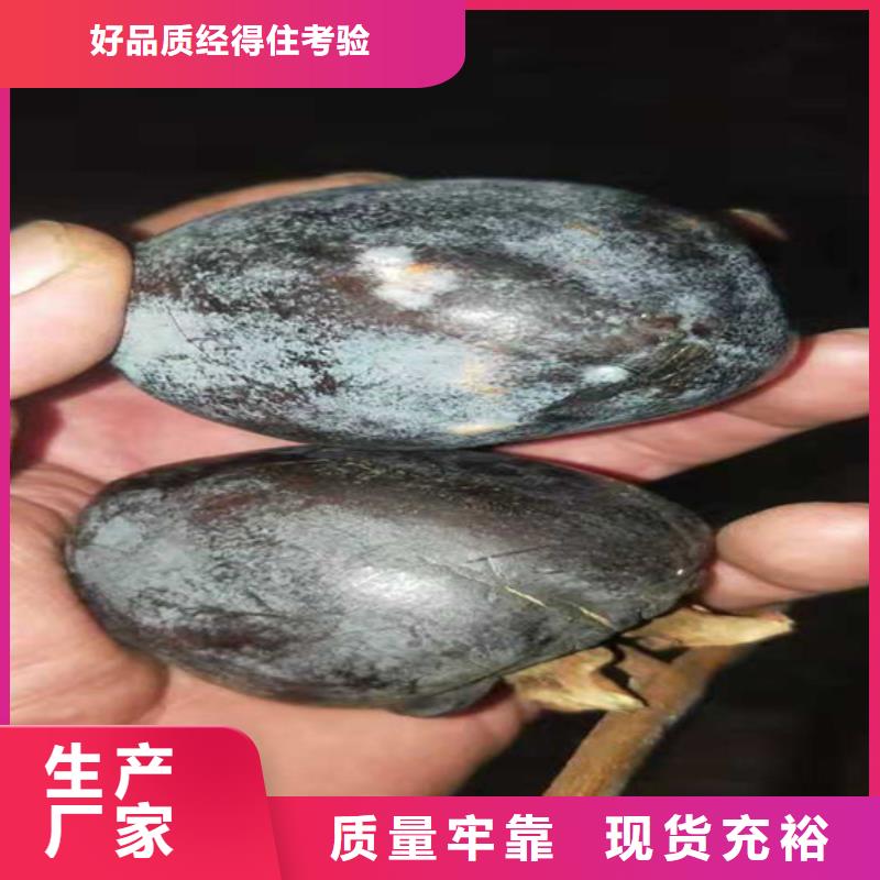 【 柿子,杏树苗今年新款】_轩园园艺场(北京市分公司)