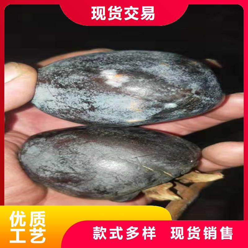 石榴树苗轩园柿子-【北美冬青】设备齐全支持定制