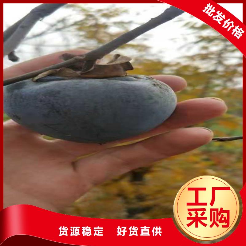 柿子樱桃苗高品质现货销售