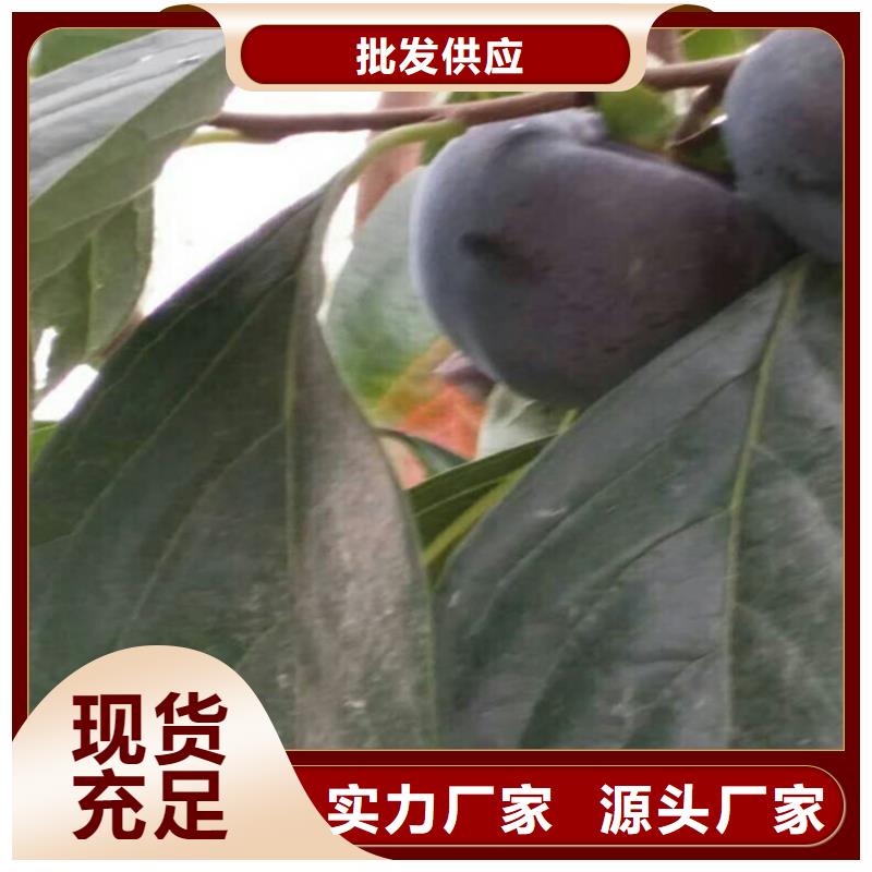 柿子樱桃苗满足客户所需