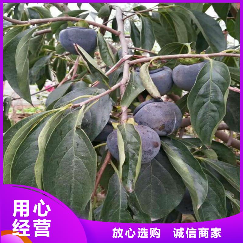 柿子草莓苗高标准高品质