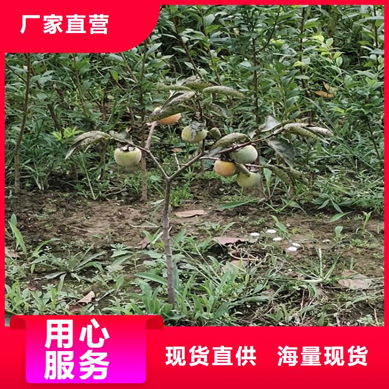 柿子苹果苗出厂严格质检
