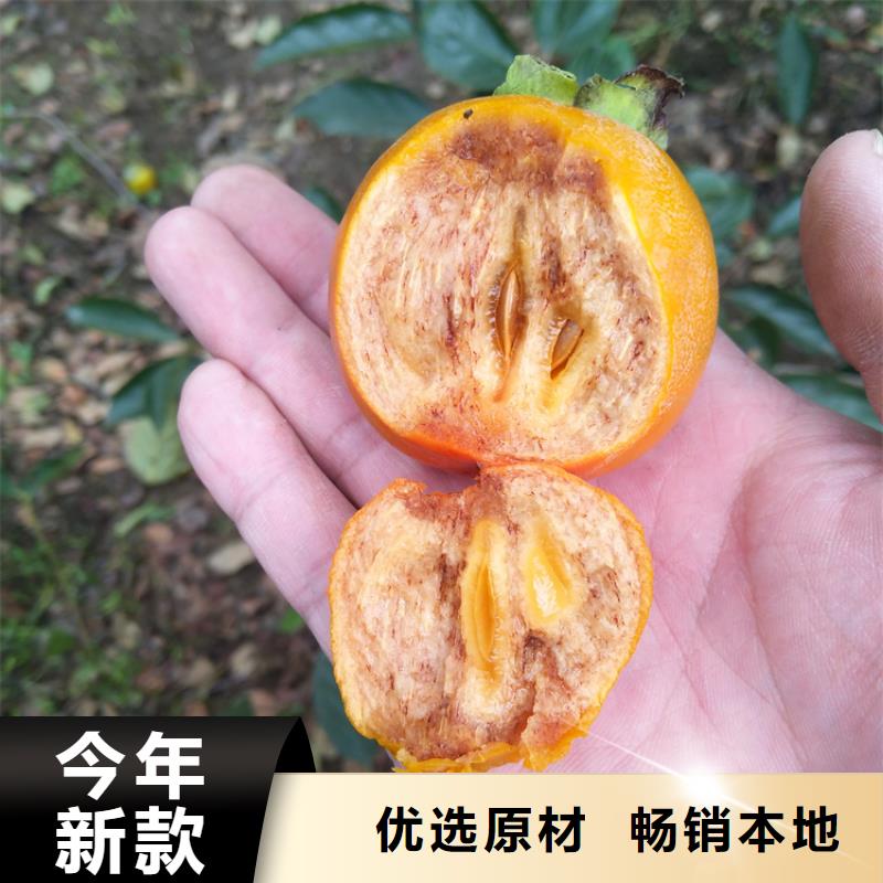 【柿子】蓝莓苗厂家直发