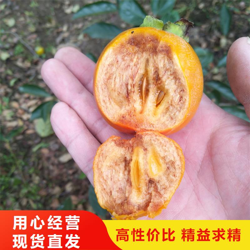 柿子樱桃苗满足客户所需