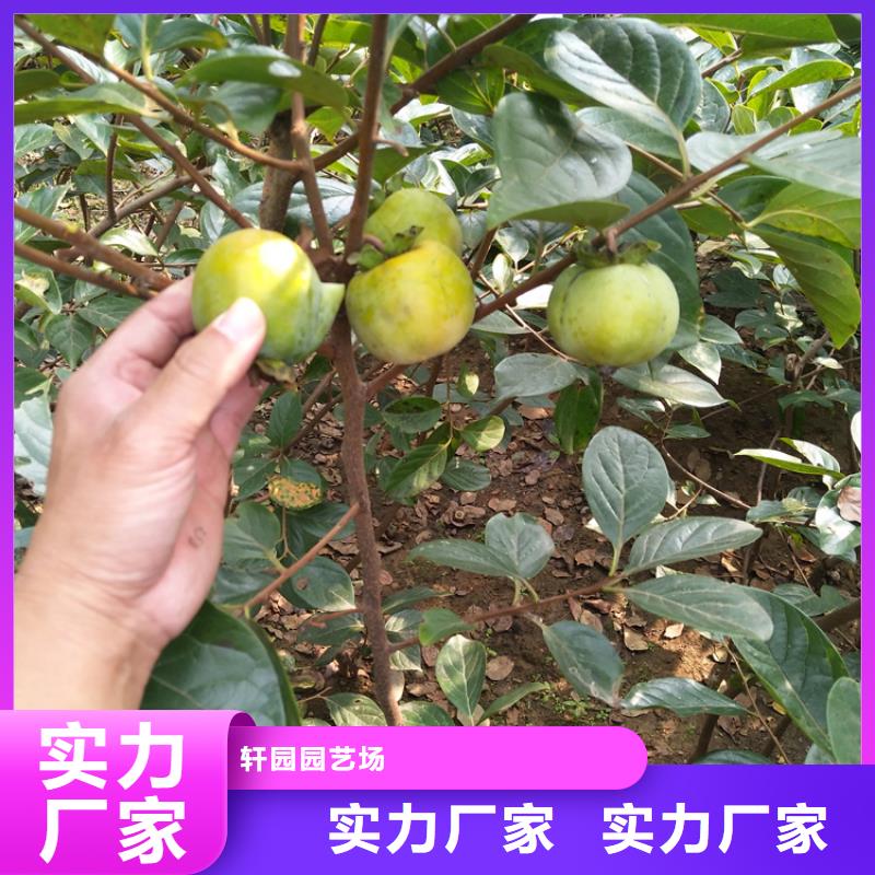 石榴树苗轩园柿子_【杏树苗】用的放心