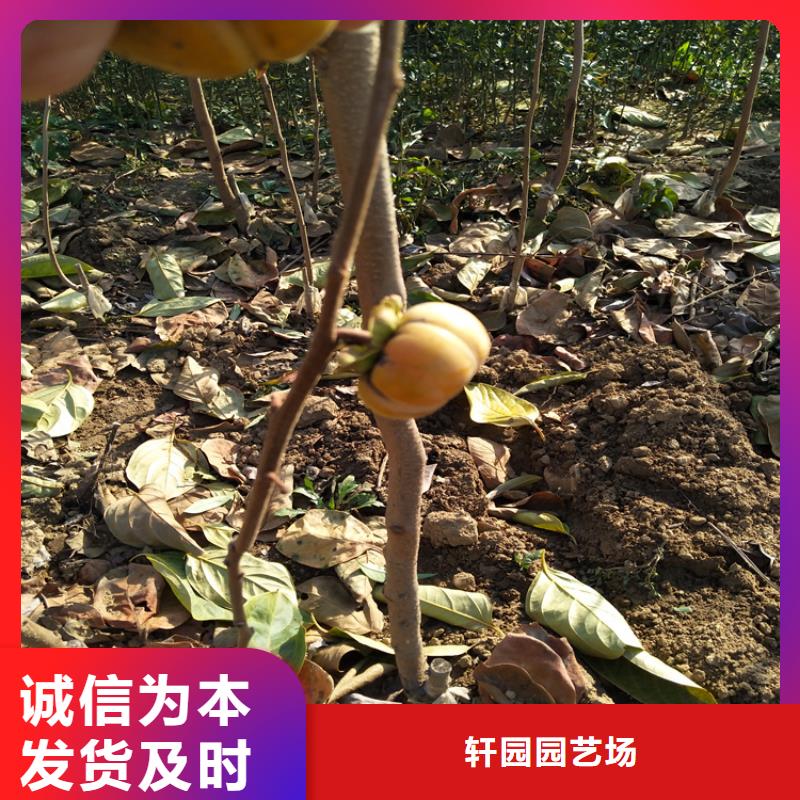 柿子无花果苗质量好