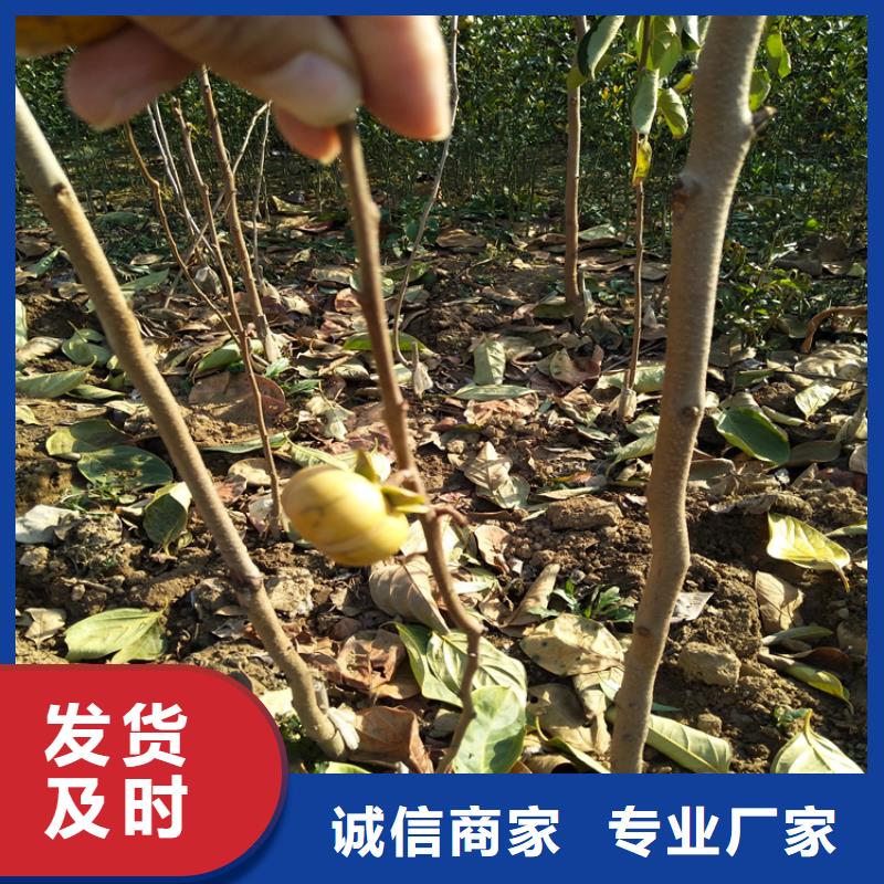【柿子】蓝莓苗厂家直发