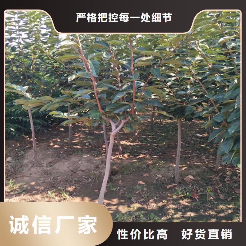 【 柿子,杏树苗今年新款】_轩园园艺场(北京市分公司)