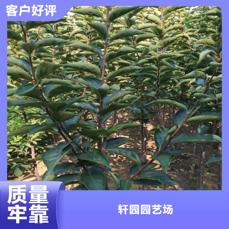 柿子草莓苗高标准高品质