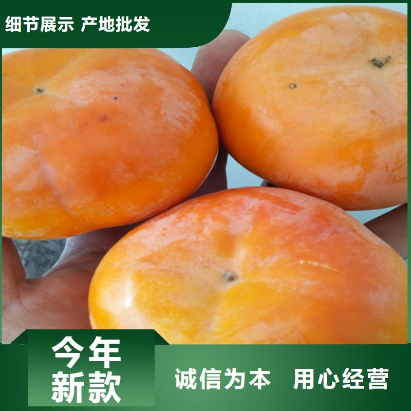 柿子无花果苗质量好