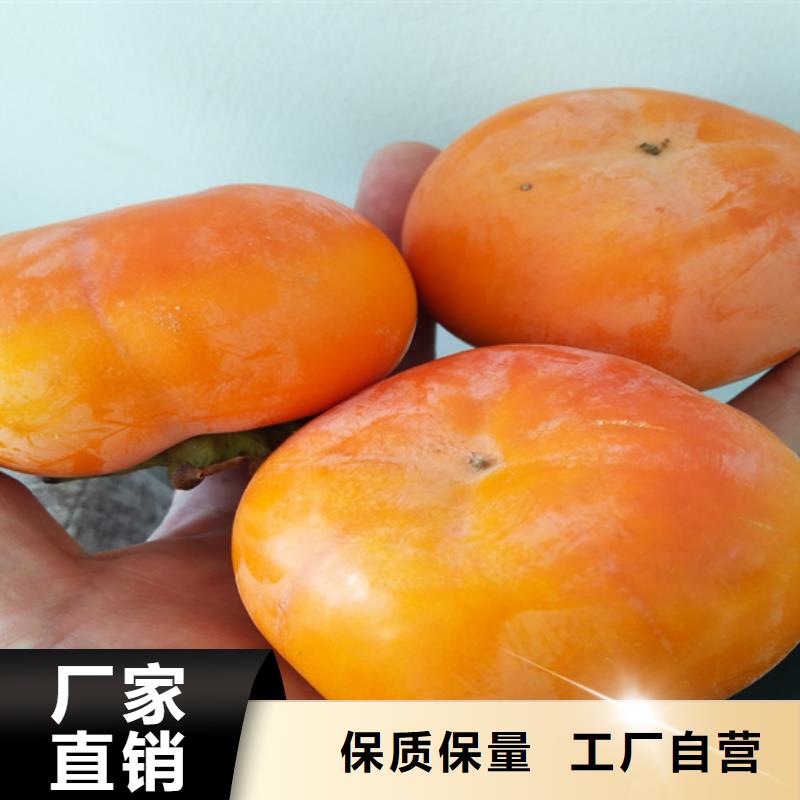 石榴树苗轩园柿子-【北美冬青】设备齐全支持定制