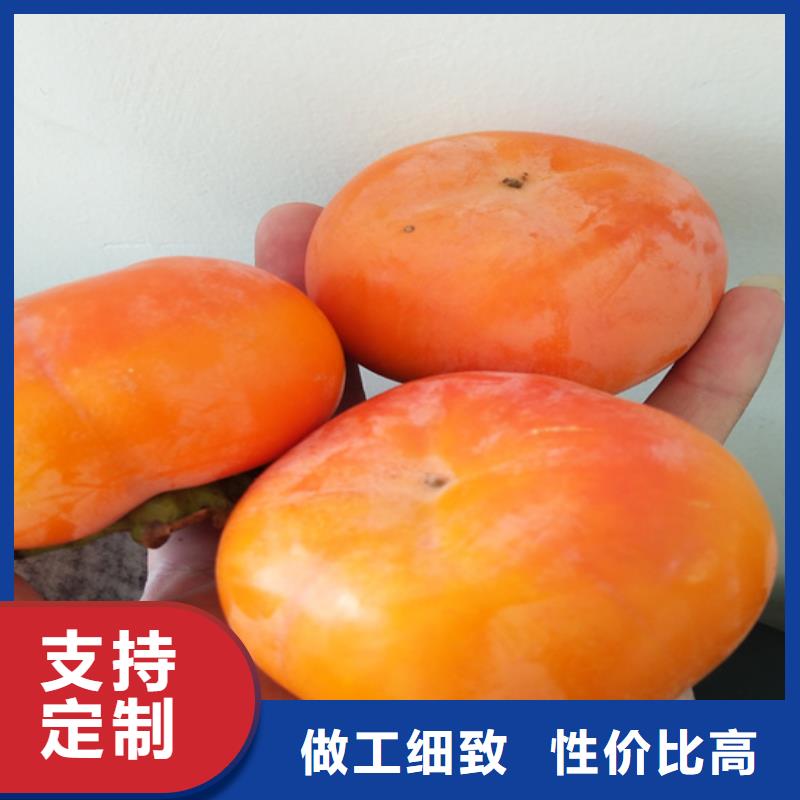 柿子苹果苗出厂严格质检