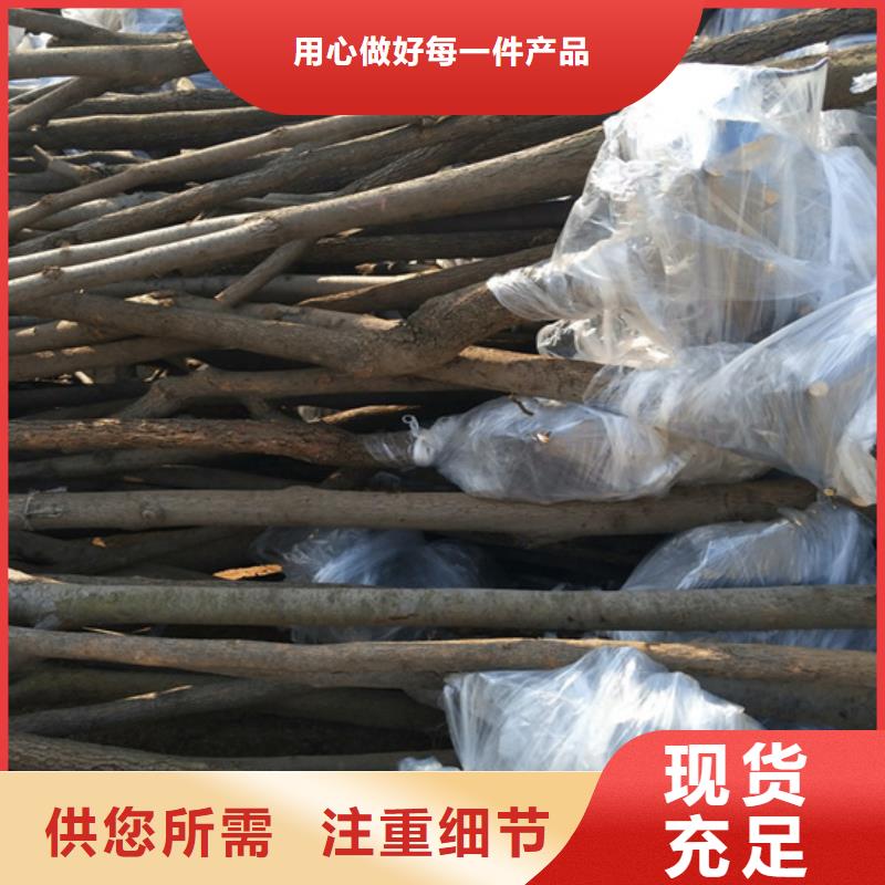 柿子樱桃苗满足客户所需