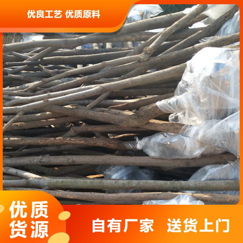 【柿子】蓝莓苗厂家直发