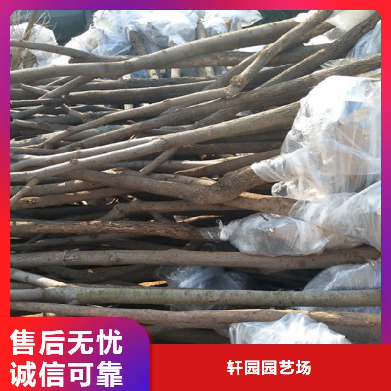 柿子苹果苗出厂严格质检