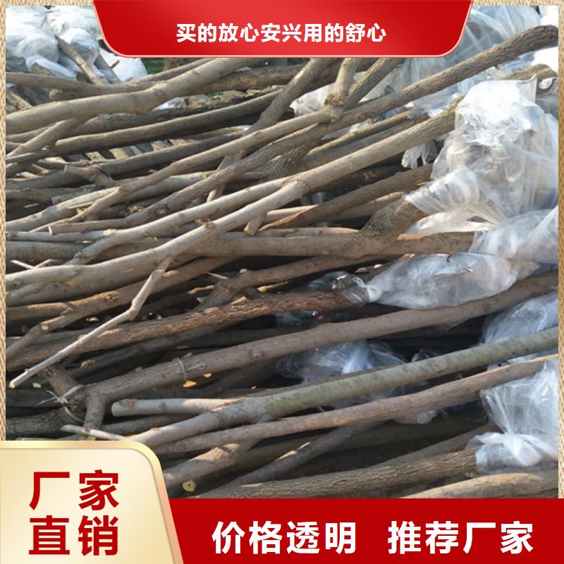 石榴树苗轩园柿子-【北美冬青】设备齐全支持定制