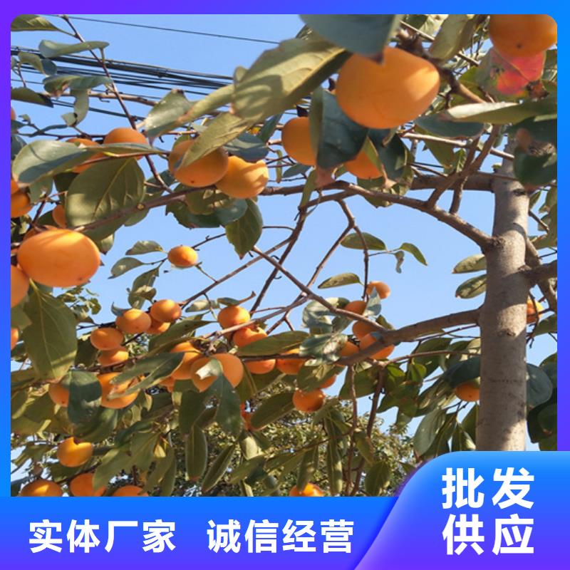 轩园:大量现货的原厂制造 柿子_【杏树苗】用的放心_视频介绍
