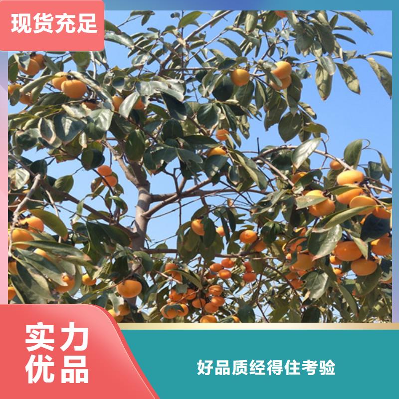 柿子樱桃苗高品质现货销售