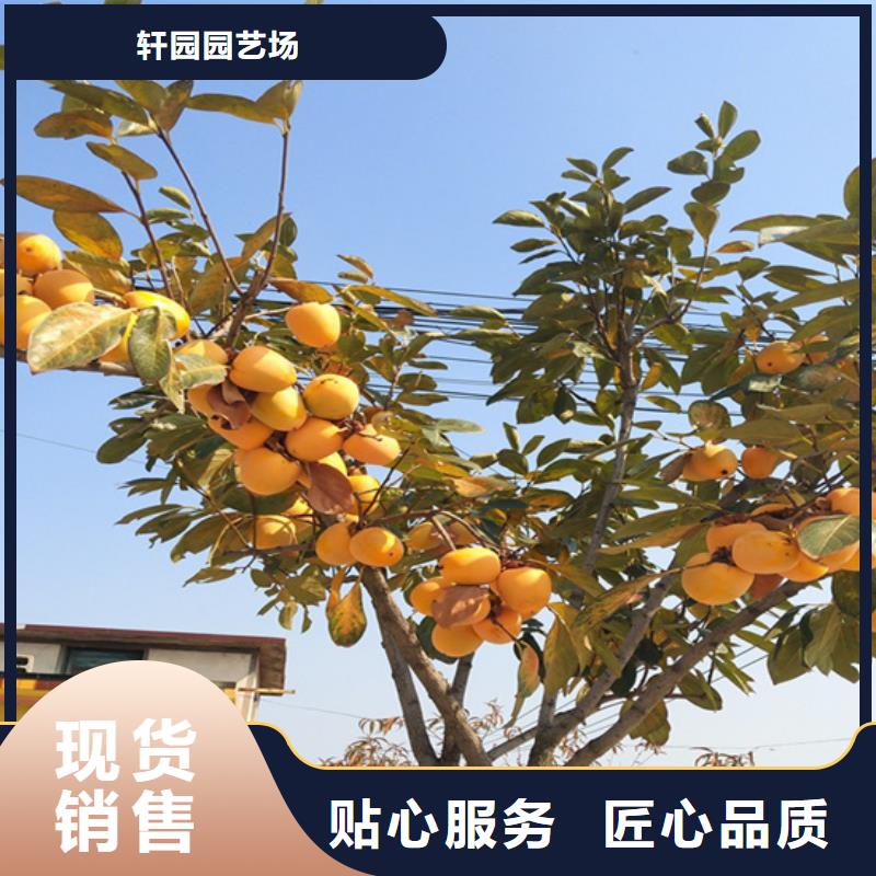 柿子苹果苗出厂严格质检