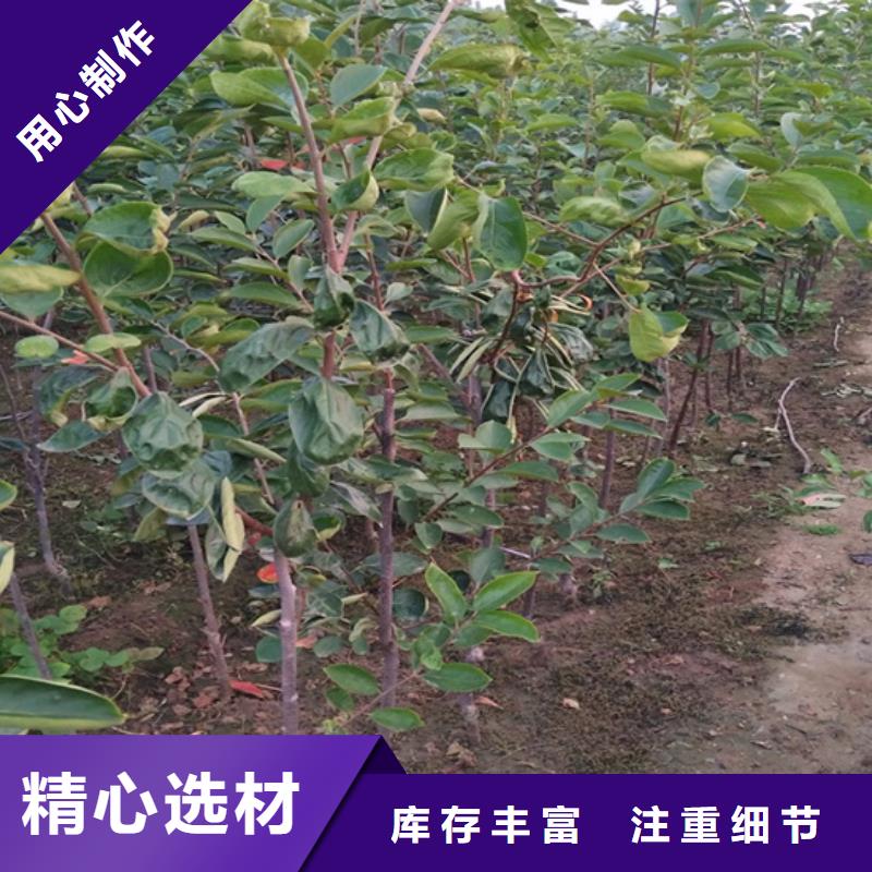 【柿子】苹果苗用的放心