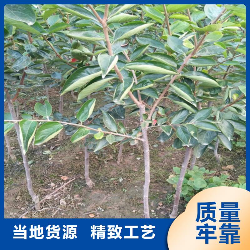 【柿子】蓝莓苗厂家直发