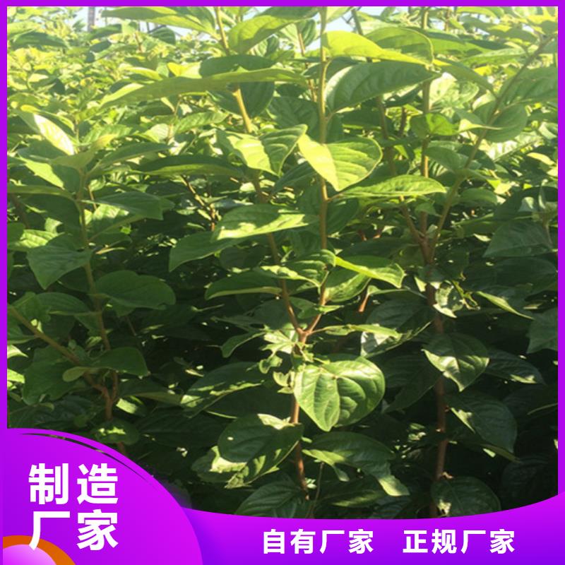 柿子无花果苗质量好