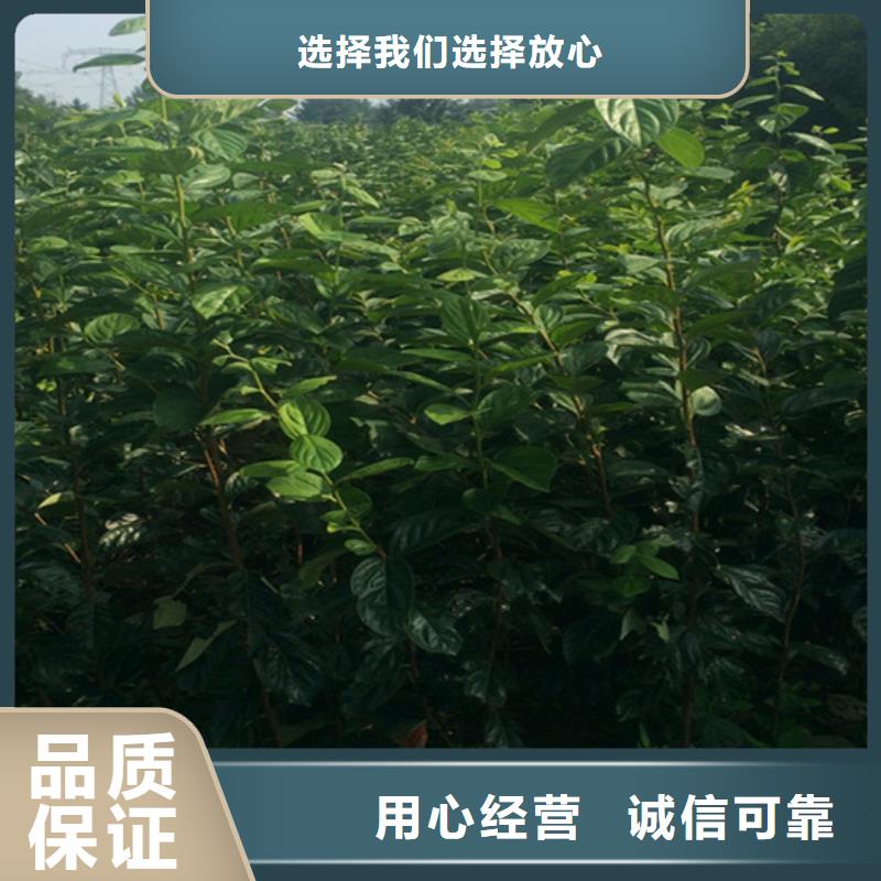 轩园:大量现货的原厂制造 柿子_【杏树苗】用的放心_视频介绍