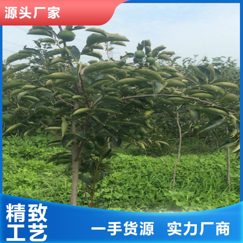 石榴树苗轩园柿子-【北美冬青】设备齐全支持定制