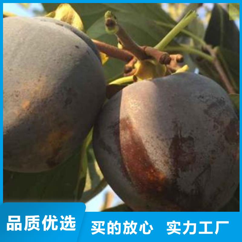 柿子草莓苗高标准高品质