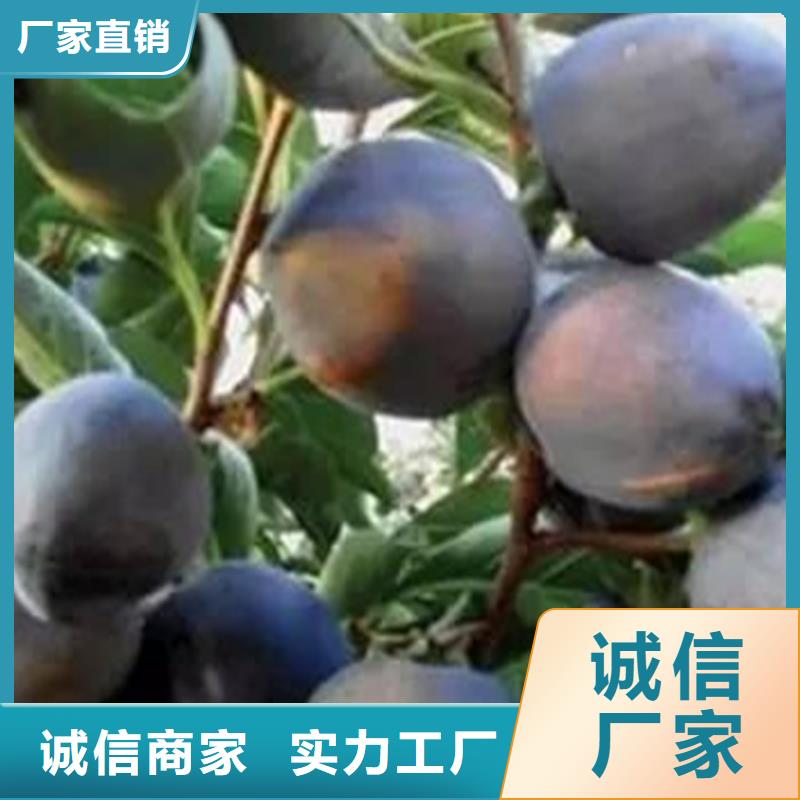 【柿子】蓝莓苗厂家直发