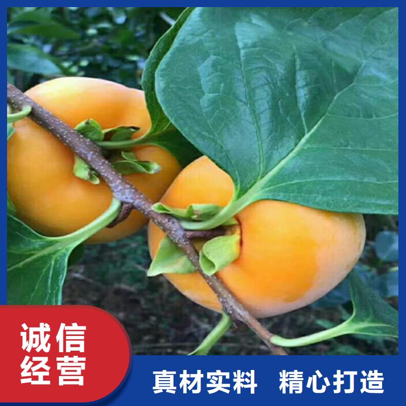 柿子樱桃苗满足客户所需