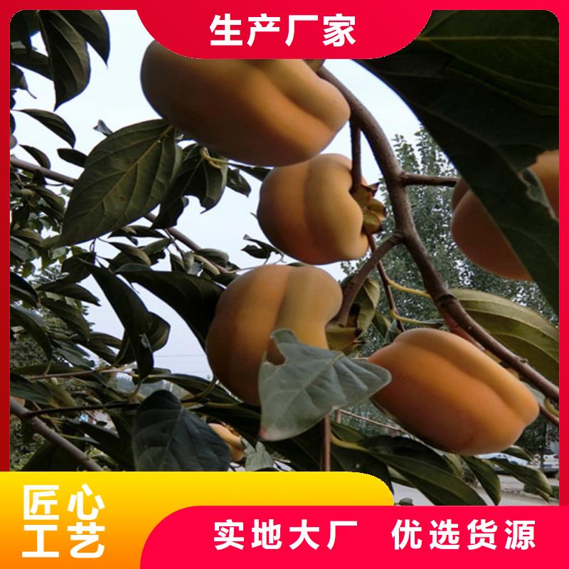 石榴树苗轩园柿子-【北美冬青】设备齐全支持定制