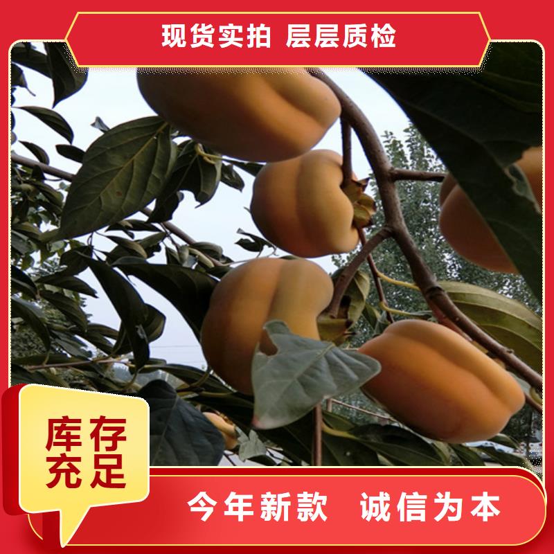 柿子樱桃苗满足客户所需
