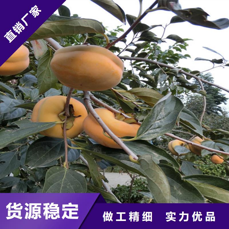 【 柿子,杏树苗今年新款】_轩园园艺场(北京市分公司)