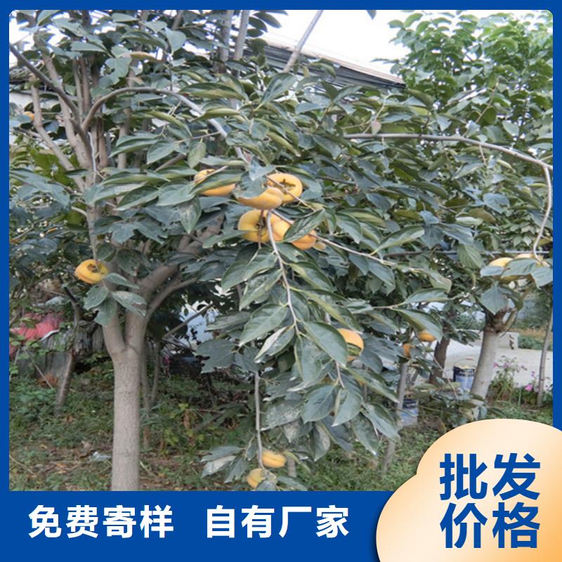 【 柿子,杏树苗今年新款】_轩园园艺场(北京市分公司)