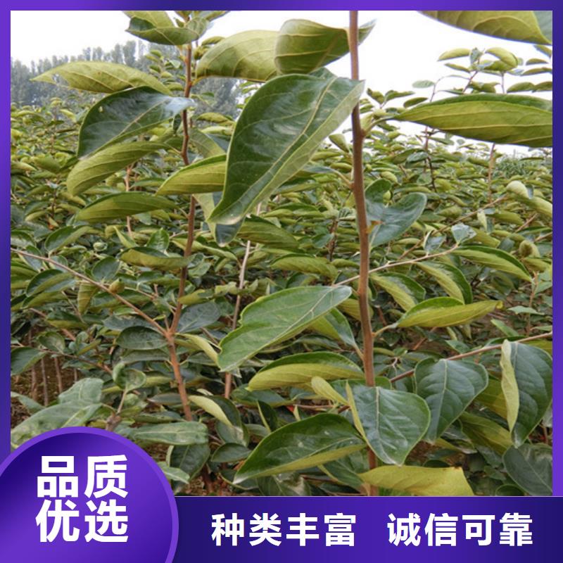 【 柿子,杏树苗今年新款】_轩园园艺场(北京市分公司)