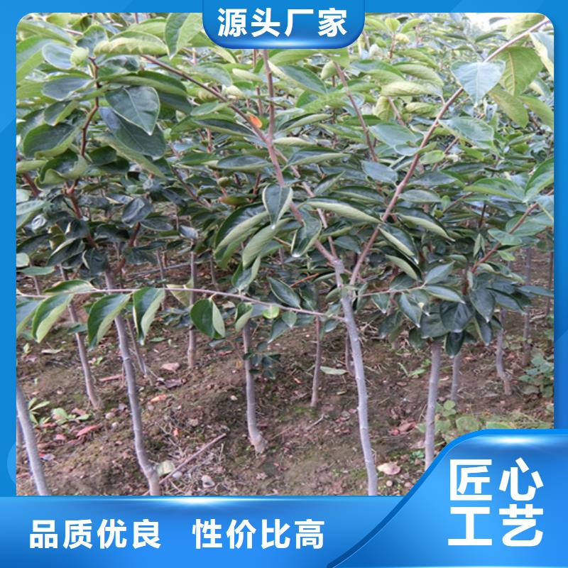 柿子苹果苗出厂严格质检