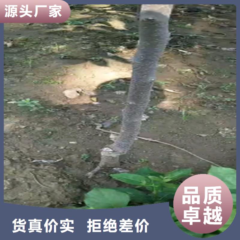 石榴树苗轩园柿子-【北美冬青】设备齐全支持定制