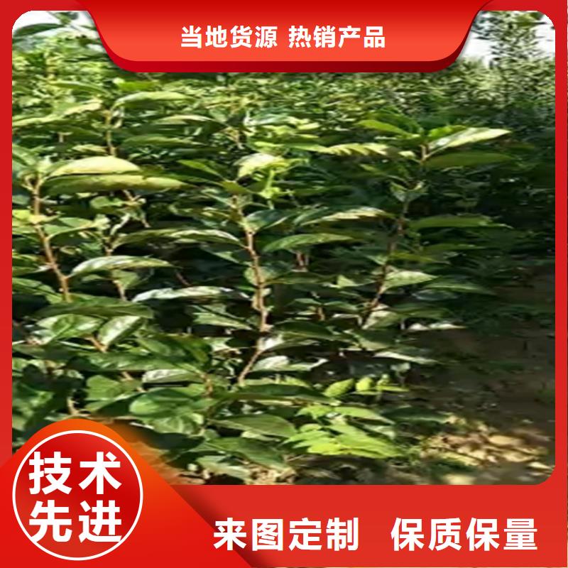 【 柿子,杏树苗今年新款】_轩园园艺场(北京市分公司)