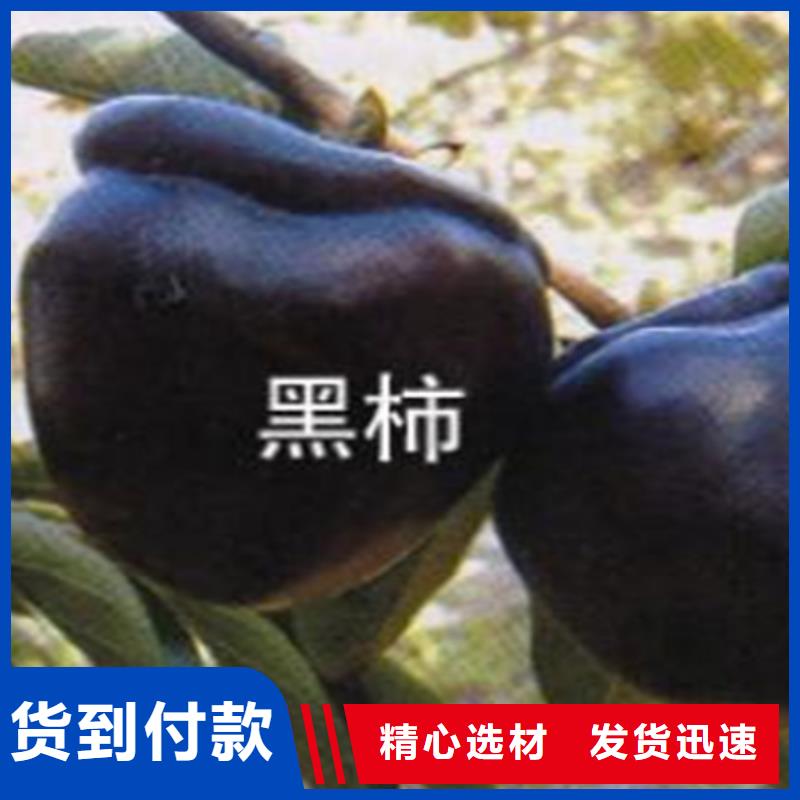 【柿子苹果苗就近发货】