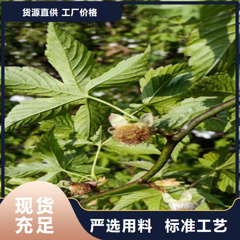 【 树莓 桃树苗质量看得见】当地供应商