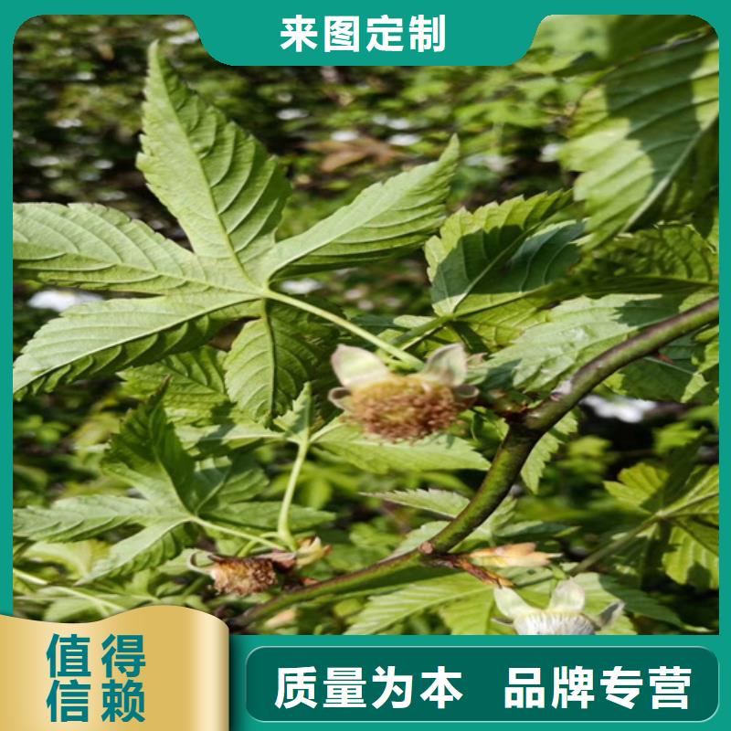 树莓-北美冬青性能稳定