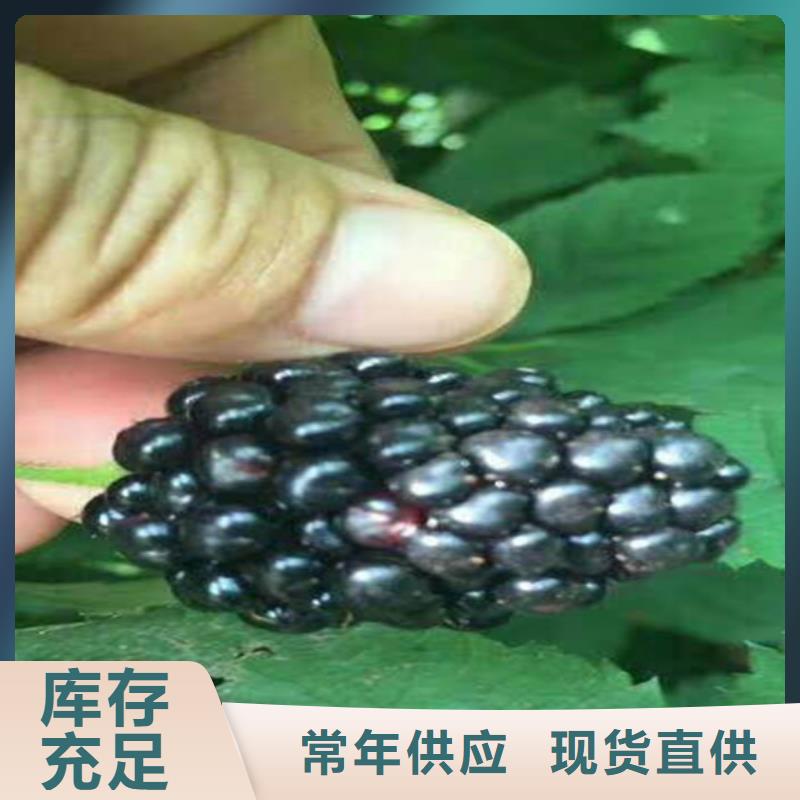 【树莓】梨树苗批发价格-轩园园艺场(普洱市分公司)