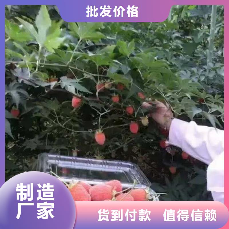 树莓桃树苗快速物流发货