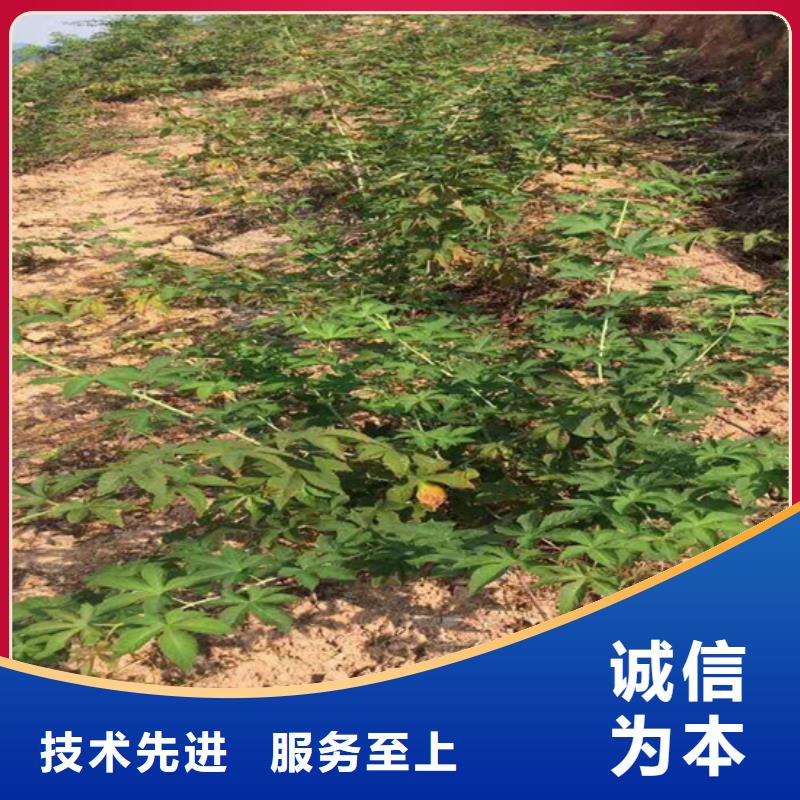 树莓樱桃苗品质商家